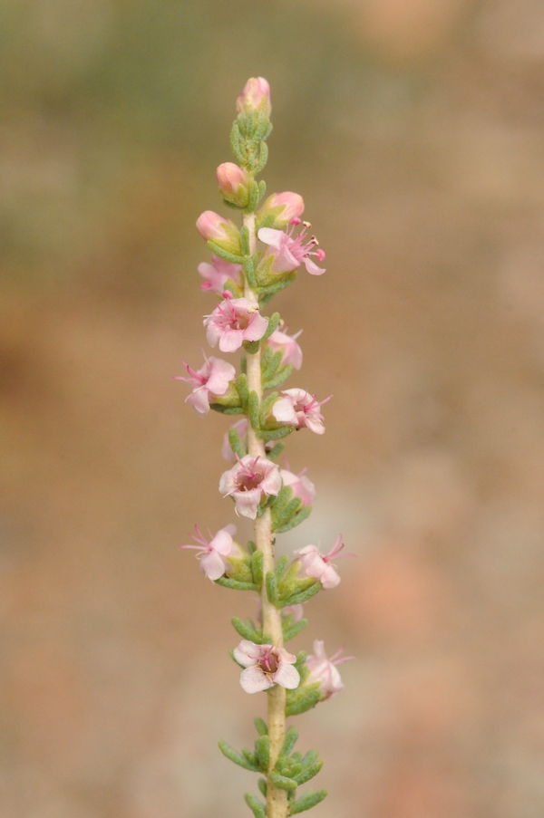 Image of Reaumuria songarica specimen.