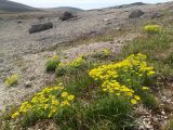 Potentilla uniflora. Цветущие растения в щебнистой тундре. Чукотский автономный округ, Чукотский р-н, окр. села Лорино. 19 июня 2013 г.