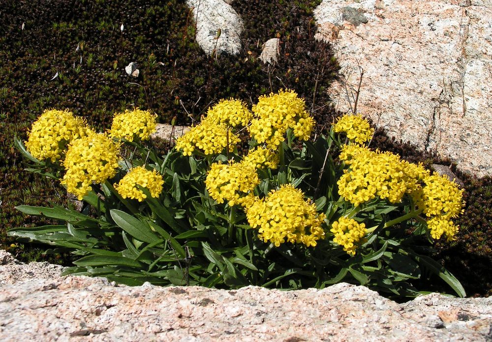 Image of Patrinia sibirica specimen.