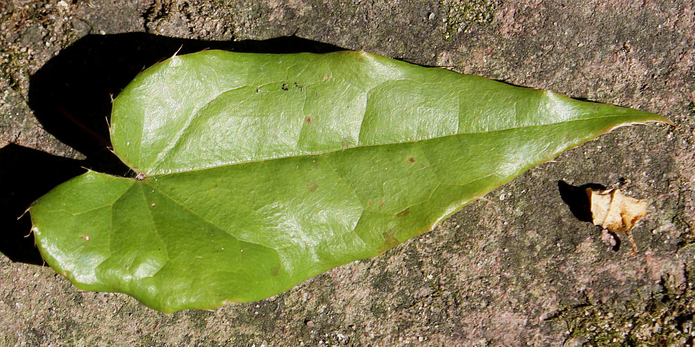 Image of Epimedium acuminatum specimen.