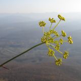 Peucedanum ruthenicum. Соцветие. Краснодарский край, Абинский р-н, хр. Грузинка, гора Шизе. 02.11.2013.