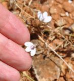 Rhinacanthus scoparius. Цветок. Сокотра, плато Диксам. 30.12.2013.