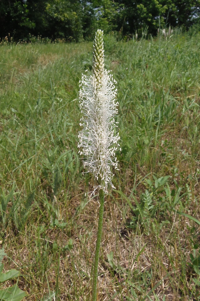 Изображение особи Plantago urvillei.