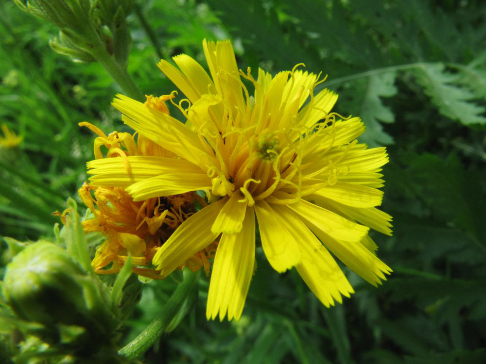 Image of Picris hieracioides specimen.