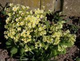 Primula elatior. Цветущее растение. Германия, г. Дюссельдорф, Ботанический сад университета. 10.03.2014.