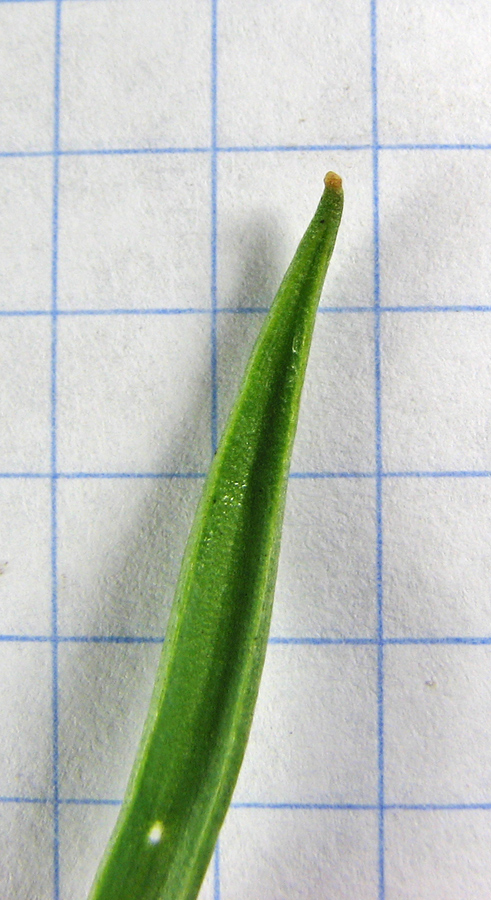 Image of Gagea podolica specimen.