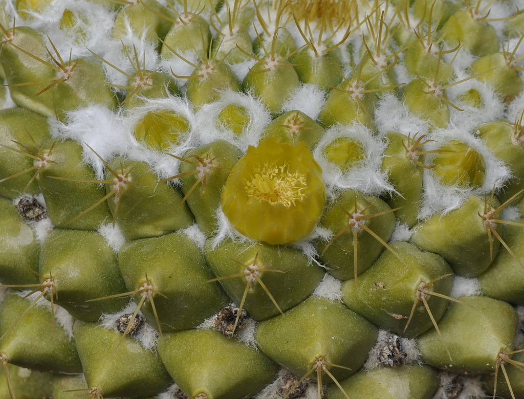 Изображение особи Mammillaria marksiana.