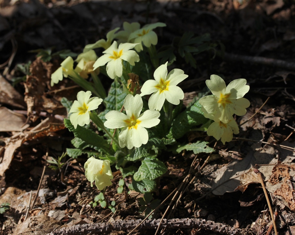 Изображение особи Primula vulgaris.