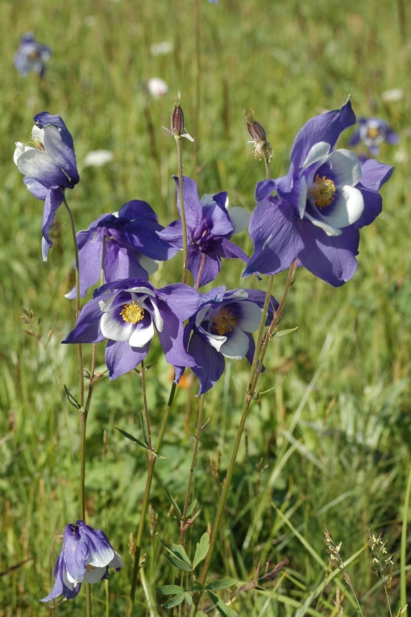 Image of Aquilegia jucunda specimen.