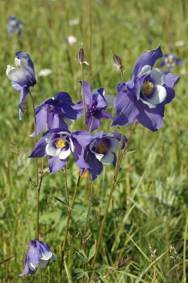 Изображение особи Aquilegia jucunda.