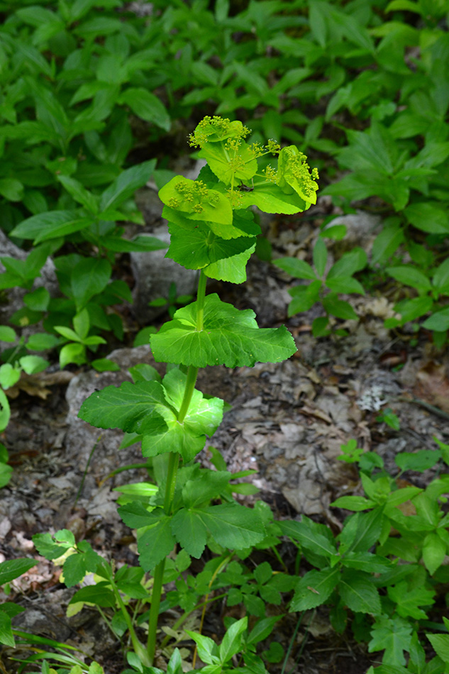 Изображение особи Smyrnium perfoliatum.