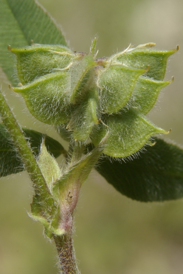 Image of Melilotoides brachycarpa specimen.