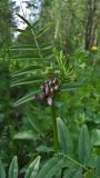 Vicia sepium
