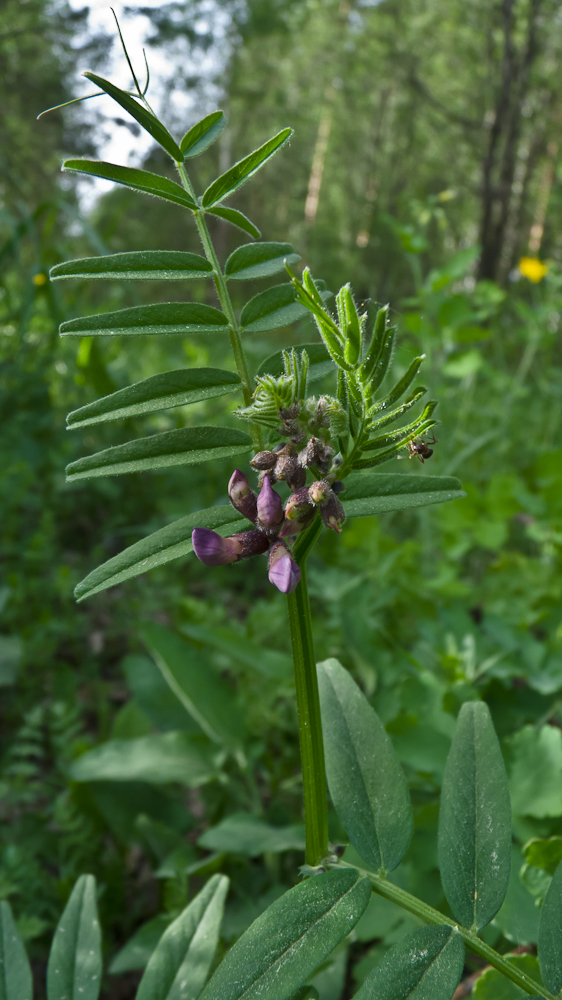 Image of Vicia sepium specimen.