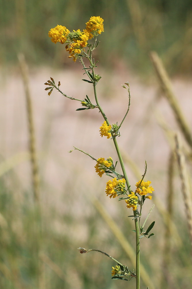 Изображение особи Medicago falcata.