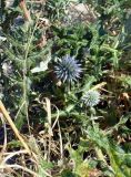 Echinops ritro