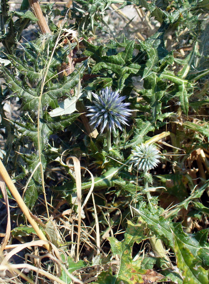 Image of Echinops ritro specimen.