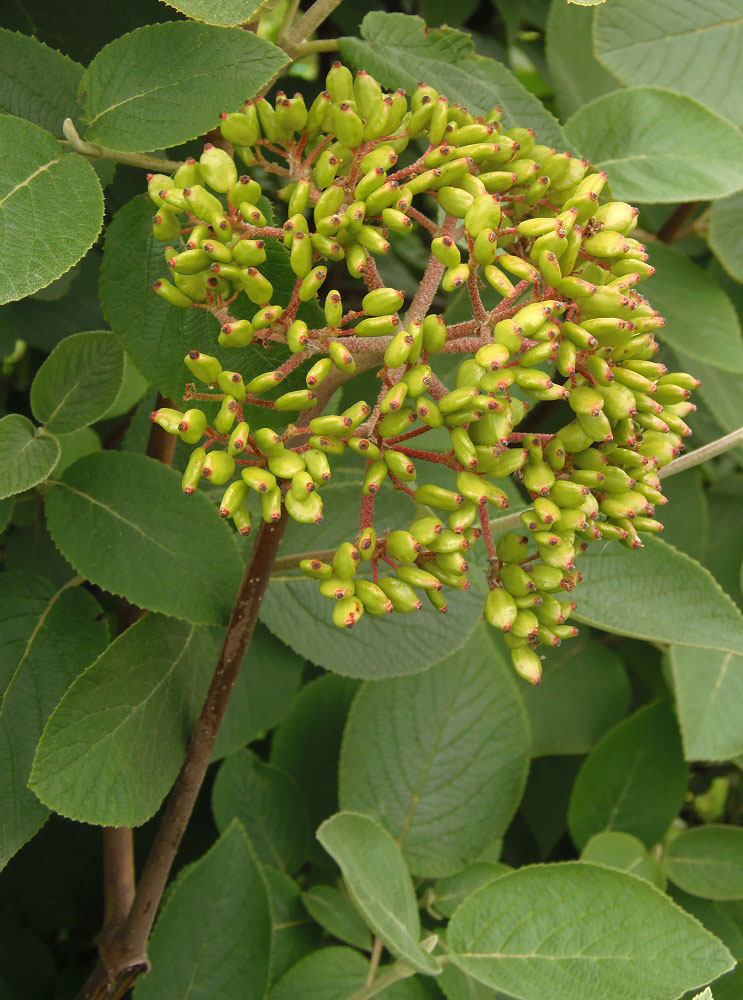 Image of Viburnum lantana specimen.