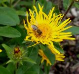 Inula hirta. Соцветие с фуражирующей пчелой. Германия, г. Дюссельдорф, Ботанический сад университета. 02.06.2014.