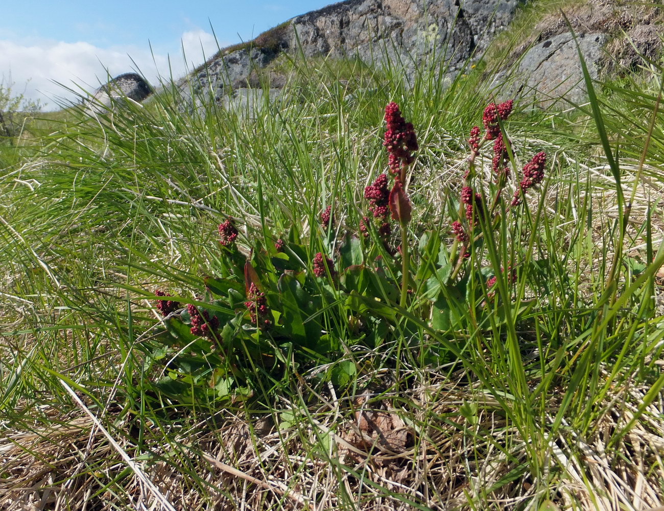 Изображение особи Rumex acetosa.