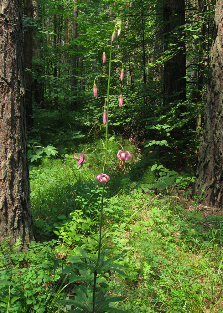 Image of Lilium pilosiusculum specimen.