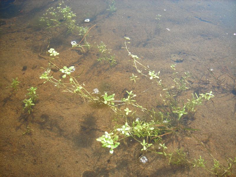 Image of Callitriche palustris specimen.