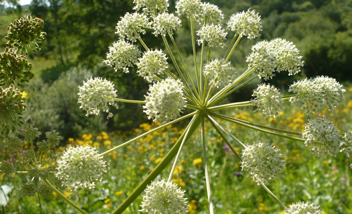 Изображение особи Angelica sylvestris.
