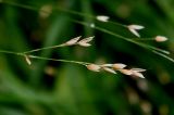 Melica uniflora. Соцветие. Германия, г. Дюссельдорф, Ботанический сад университета. 03.06.2014.