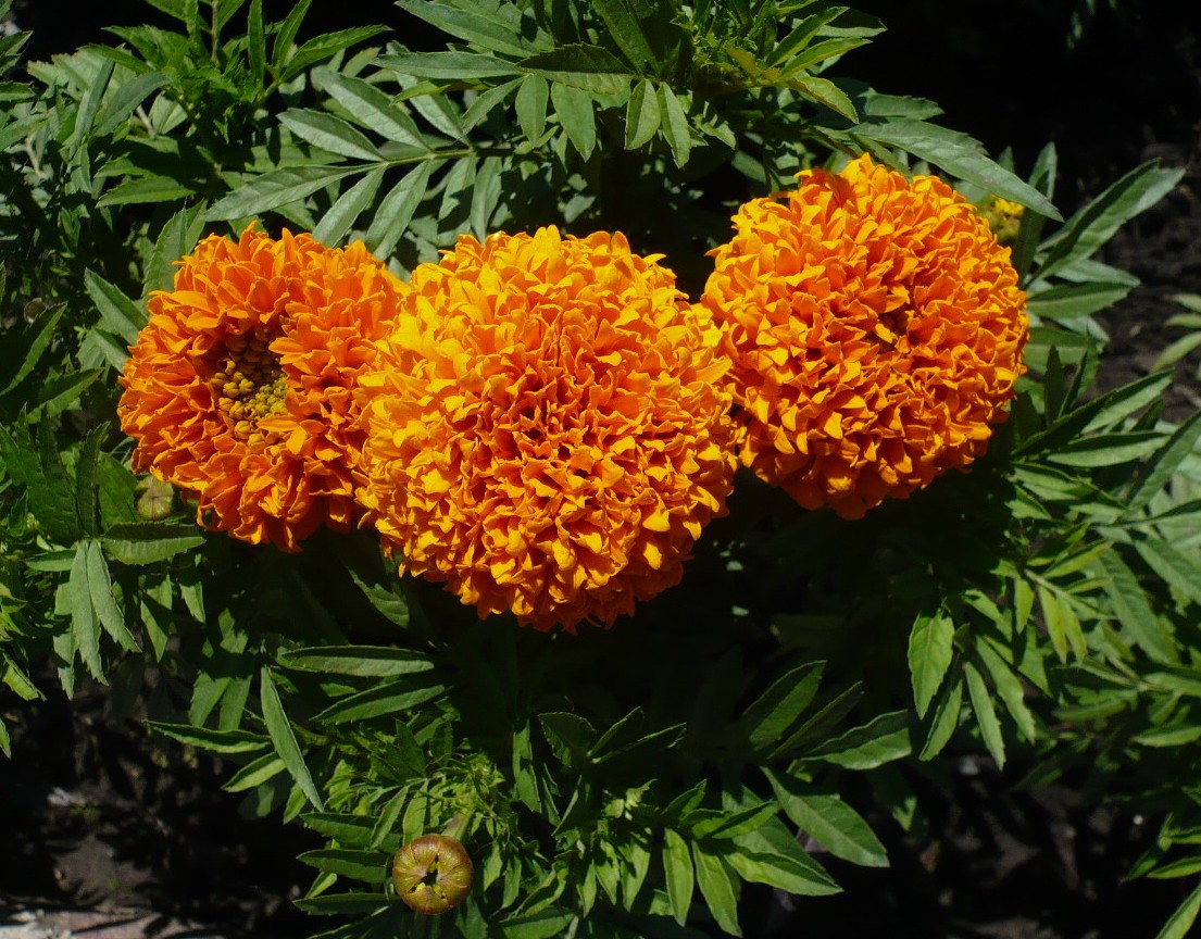 Изображение особи Tagetes erecta.