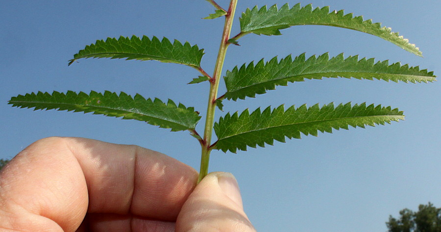 Изображение особи Sanguisorba tenuifolia.