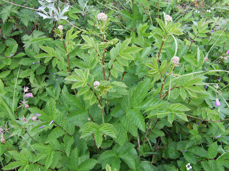 Image of Filipendula ulmaria specimen.