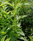 Phlox paniculata. Нижняя часть побега. Германия, г. Дюссельдорф, Ботанический сад университета. 03.07.2014.