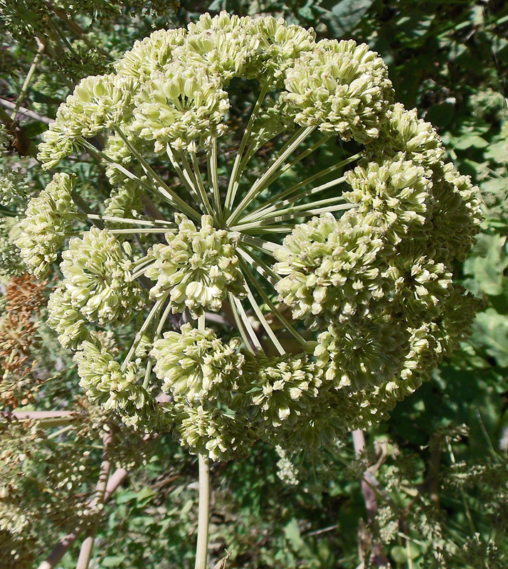 Image of Angelica pachyptera specimen.