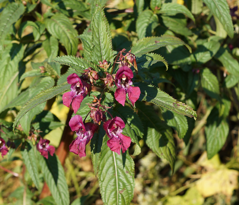 Image of Impatiens glandulifera specimen.
