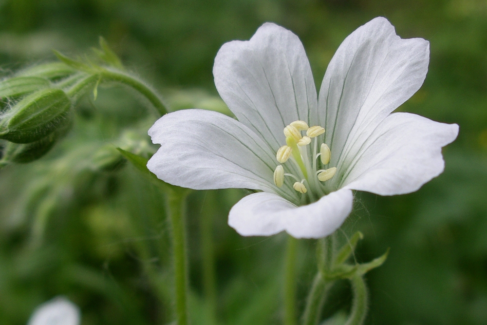 Изображение особи Geranium sylvaticum.