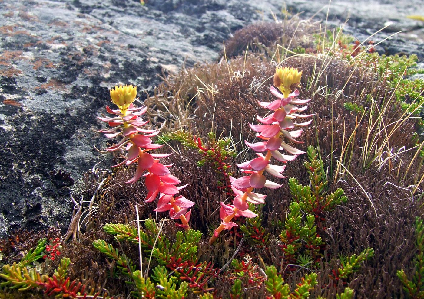 Image of Rhodiola rosea specimen.