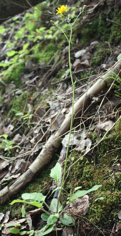 Image of Hieracium hjeltii specimen.