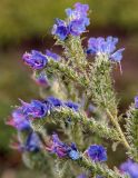 Echium vulgare