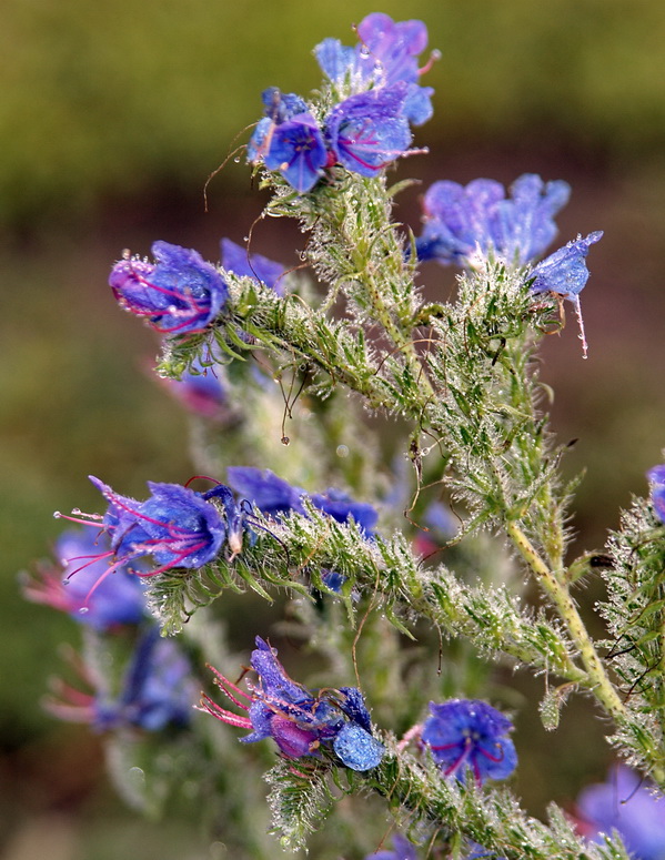 Изображение особи Echium vulgare.