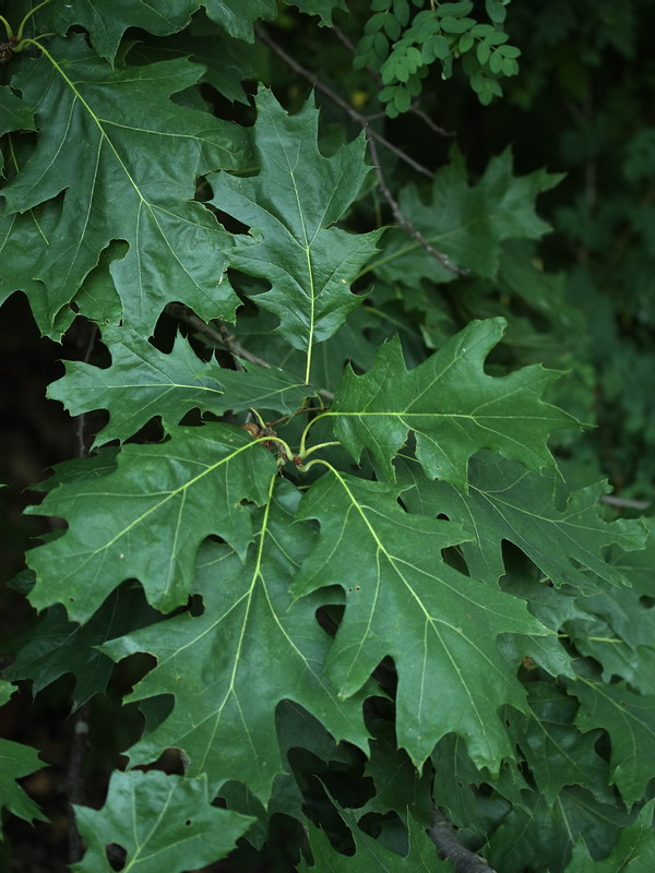 Изображение особи Quercus rubra.