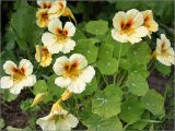 Tropaeolum majus