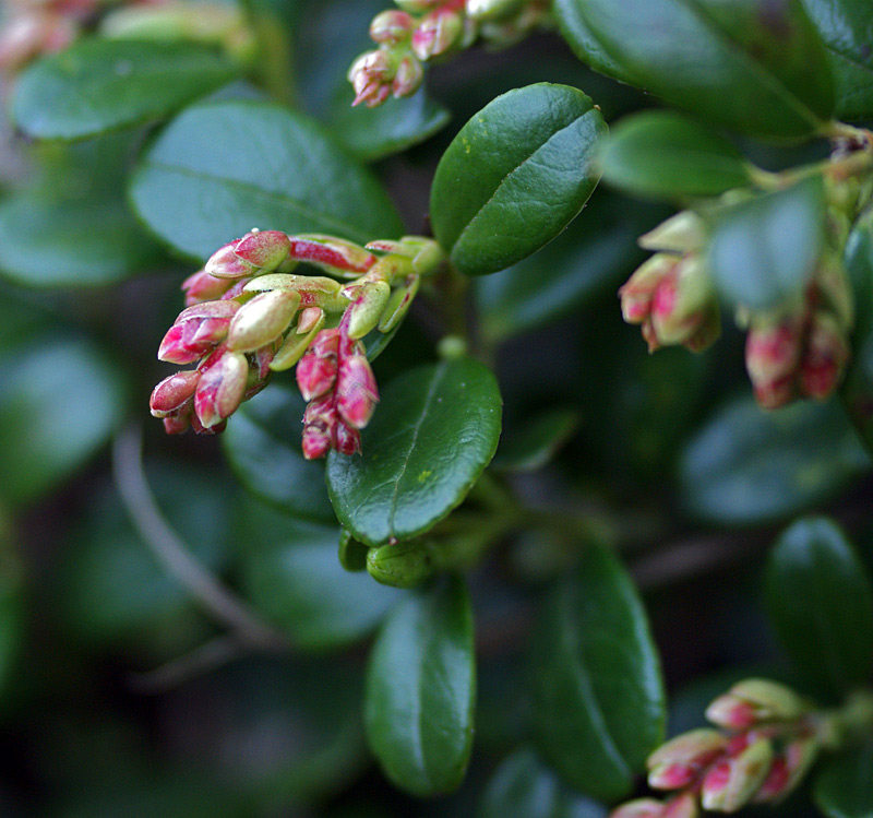 Изображение особи Vaccinium vitis-idaea.