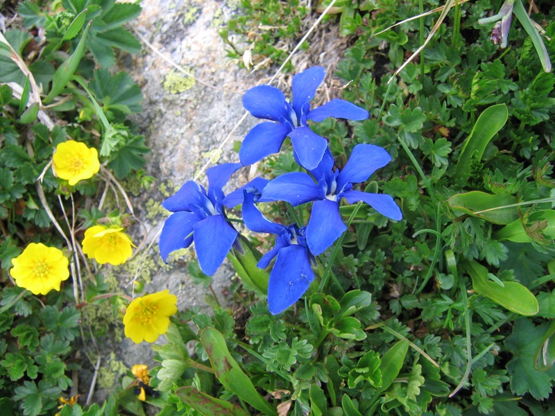 Image of Gentiana angulosa specimen.