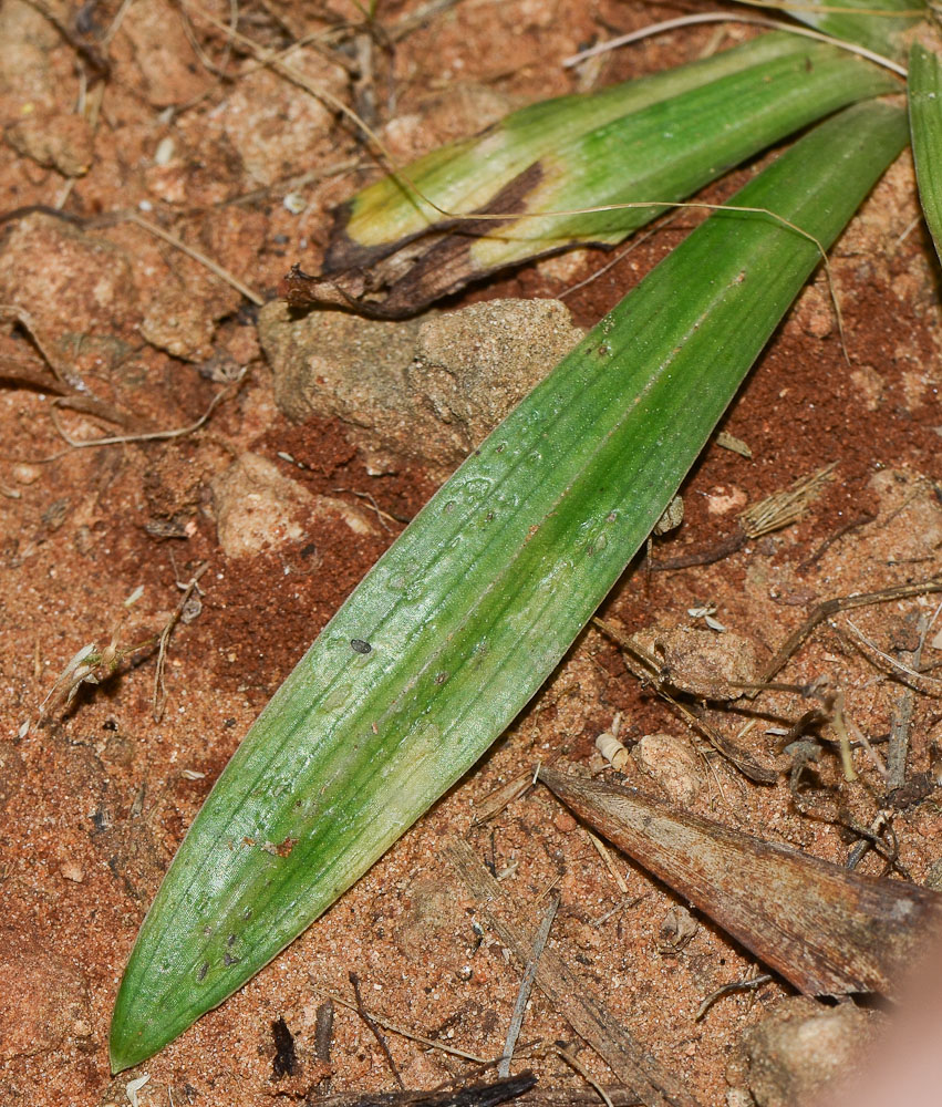 Image of Anacamptis sancta specimen.