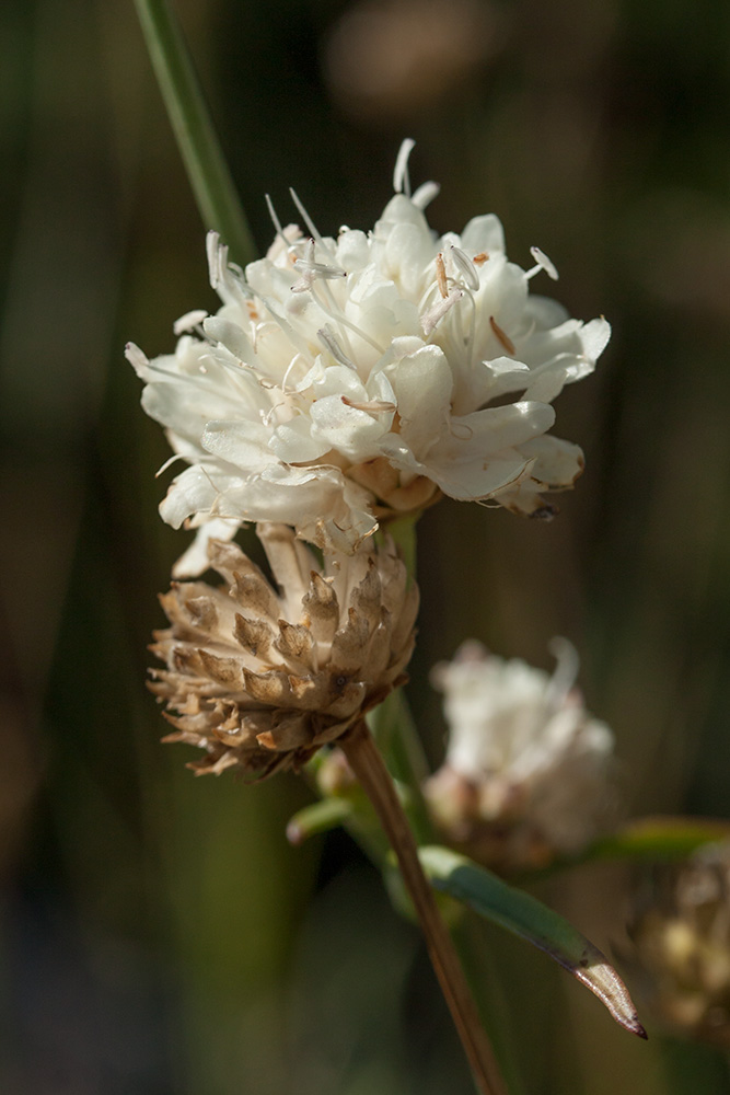 Image of Cephalaria leucantha specimen.