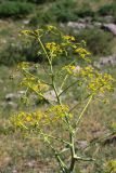 Ferula samarkandica