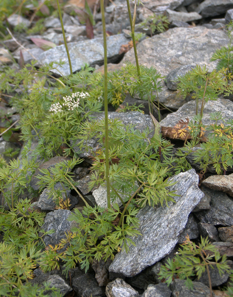 Image of Seseli alpinum specimen.