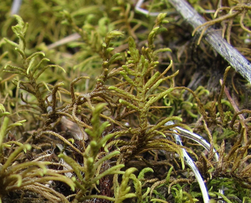 Image of Abietinella abietina specimen.