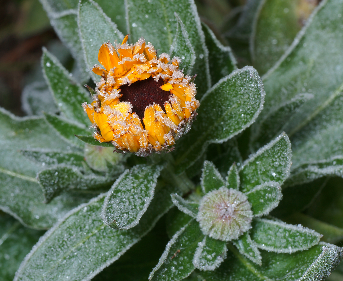 Image of Calendula officinalis specimen.