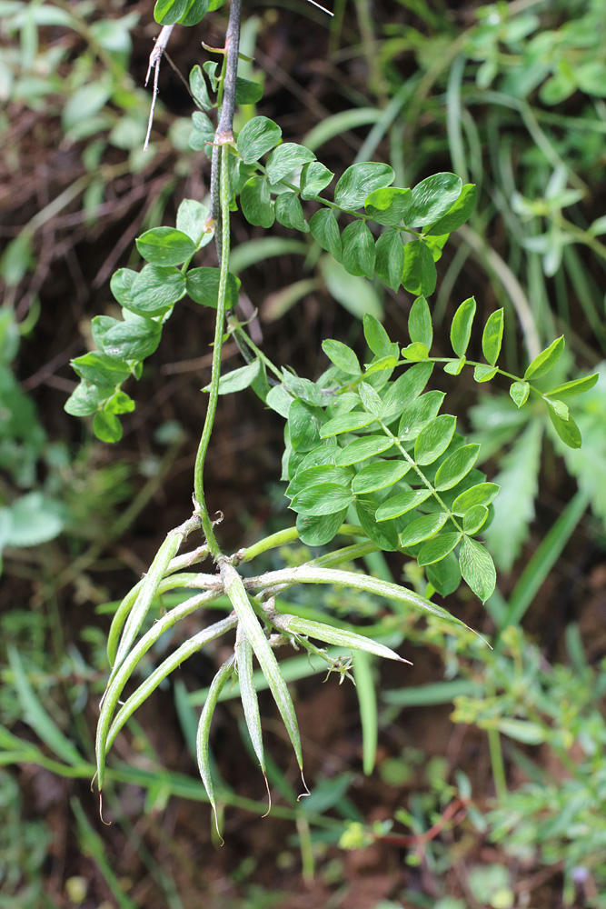 Изображение особи Astragalus variegatus.